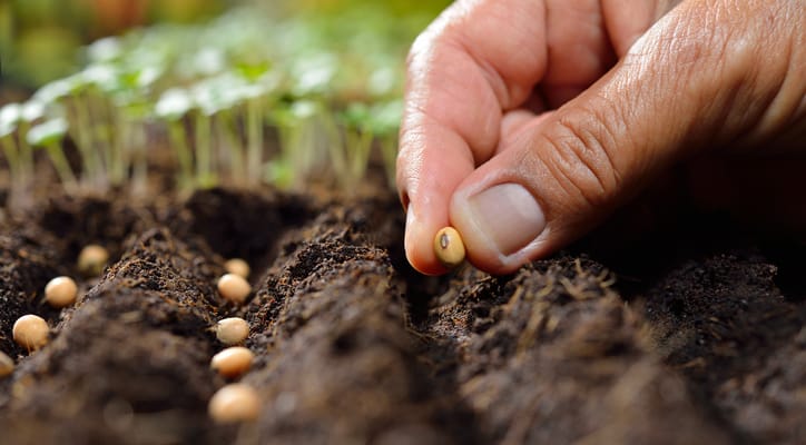El Programa Alimentos de La Costa entregará semillas a Instituciones y Vecinos