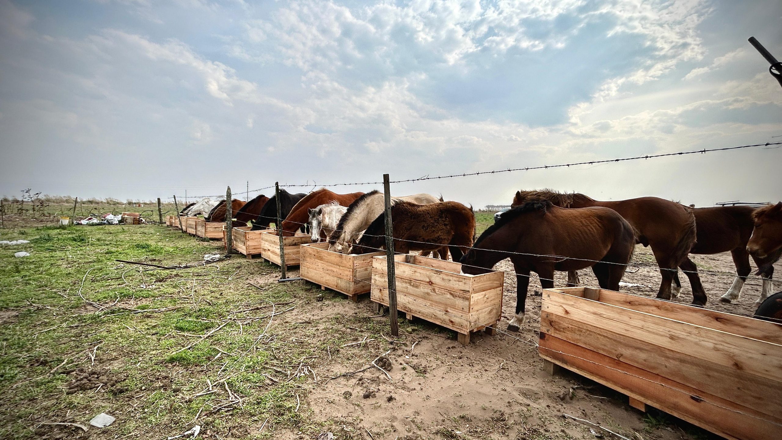 Se realizan mejoras en el predio donde se aloja a los caballos secuestrados en la vía pública