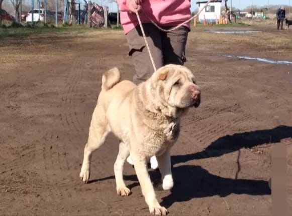 Tenencia Responsable de Mascotas: Comenzaron las charlas educativas de zoonosis