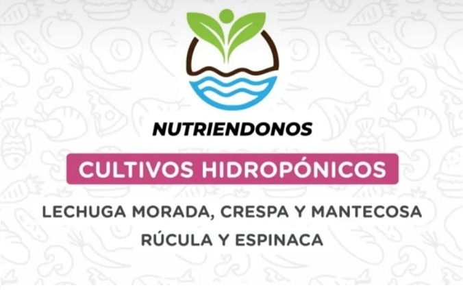 Producción local: Cultivos hidropónicos de San Bernardo ya están disponibles en Mercados Bonaerenses