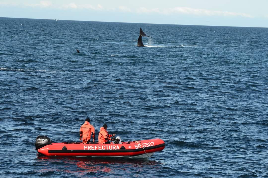 Recomendaciones para navegantes por la presencia de ballenas