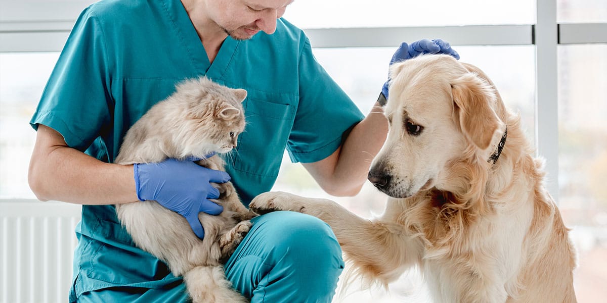 La Municipalidad de La Costa saluda a veterinarios y veterinarias en su día