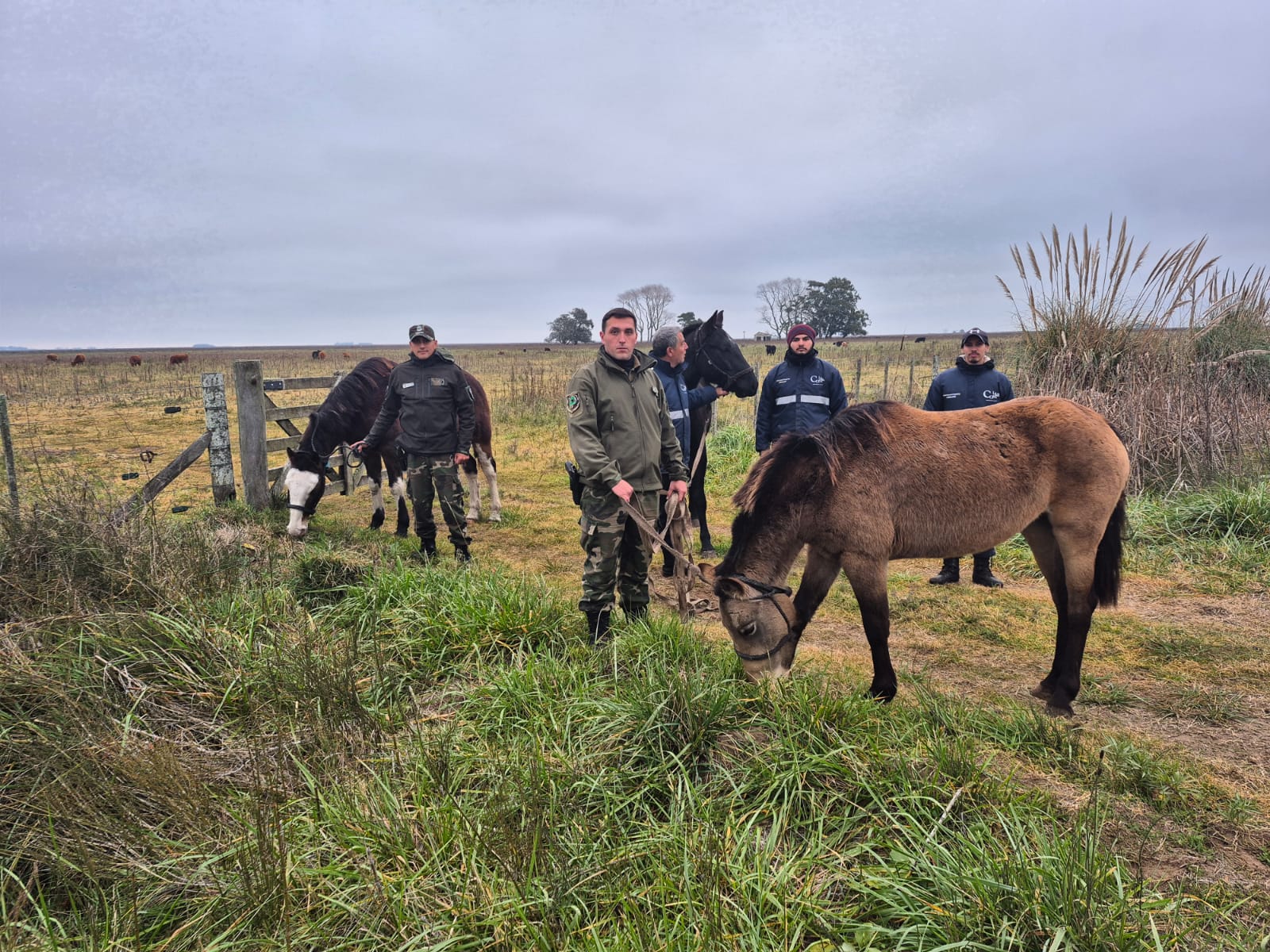 Se entregaron caballos al Centro de Rescate y Rehabilitación Equina