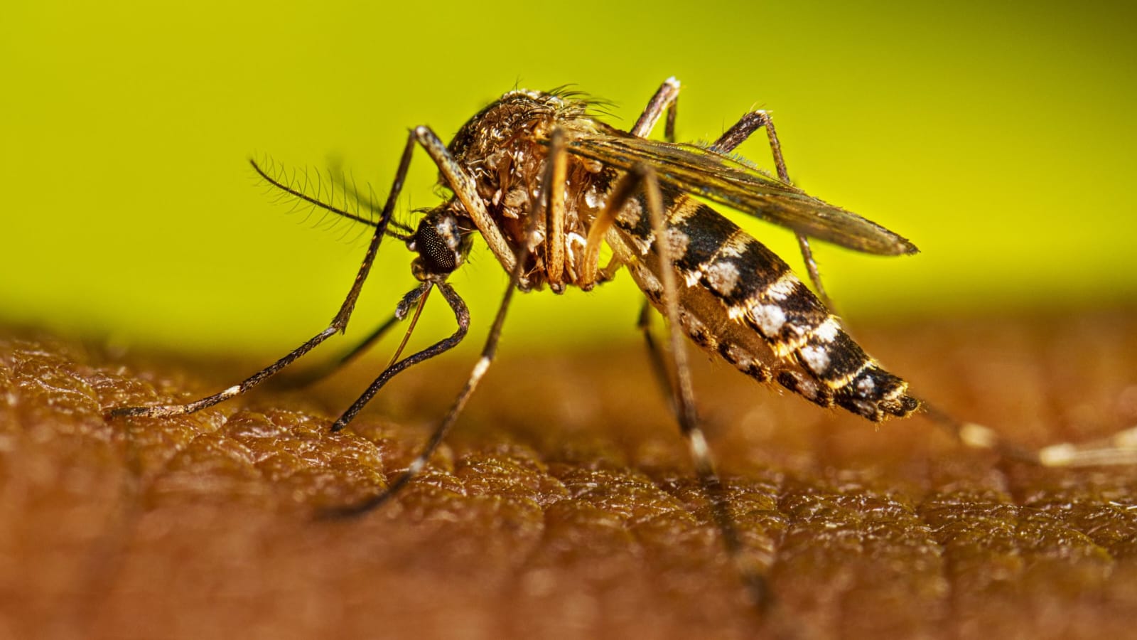 Capacitación sobre enfermedades vectoriales y prevención del mosquito Aedes Aegypti